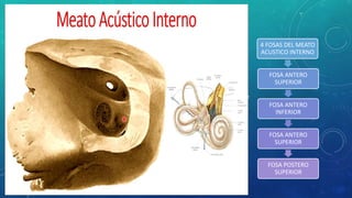 MEATO ACUSTICO INTERNO
Es un pequeño conducto que aprox. 10 ml de largo que posee en su fondo 2 crestas:
1. Posee una cresta vertical conocida como barra de bill
2. Una cresta horizontal transversa horizontal conocida como cresta transversa falciforme
4 FOSAS DEL MEATO
ACUSTICO INTERNO
FOSA ANTERO
SUPERIOR
FOSA ANTERO
INFERIOR
FOSA ANTERO
SUPERIOR
FOSA POSTERO
SUPERIOR
 