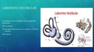 LABERINTO VESTIBULAR
El vestíbulo se va a componer de los siguientes
elementos:
 Un utrículo
 Una gran esfera que se va a arrojar en el receso
utricular
 El sáculo
 