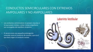 CONDUCTOS SEMICIRCULARES CON EXTREMOS
AMPOLLARES Y NO AMPOLLARES
• Los conductos semicirculares no poseen maculas si
no que posen crestas, y estas crestas ampollares
son encargadas del equilibrio dinámico.
• El sáculo envía una pequeña prolongación
conocido como el conducto de reunión, que es el
que dará origen al conducto coclear.
 