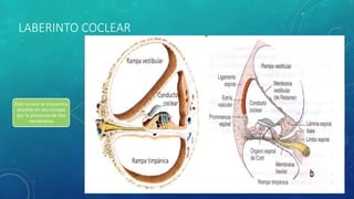 LABERINTO COCLEAR
•
Este caracol se encuentra
dividido en dos rampas
por la presencia de dos
membranas
MEMBRANA VESTIBULAR
MEMBRANA BASILAR
Dividen al caracol en tres
conductos
 Rampa vestibular
 Conducto coclear
 Rampa Timpánica
 
