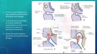 1. En el 1er surco faríngeo es el
que contribuirá ala formación
del primer arco faríngeo.
2. La vesícula otica se sumerge
en la profundidad del
mesénquima y es el que va a
formar en un futuro el
laberinto membranoso.
3. Receso del tubo timpánico
que deriva de la primera bolsa
faríngea.
 
