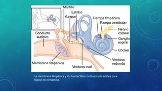La membrana timpánica y los huesecillos conducen a la cóclea para
fijarse en el martillo.
 