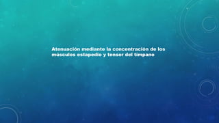 Atenuación mediante la concentración de los
músculos estapedio y tensor del tímpano
 