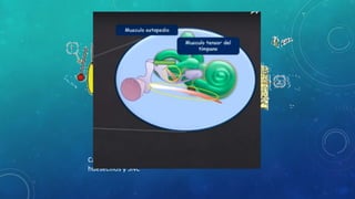 Cando se transmite sonido fuerte al sistema de
huesecillos y SNC
 