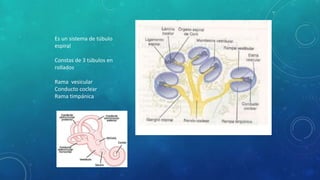 Es un sistema de túbulo
espiral
Constas de 3 túbulos en
rollados
Rama vesicular
Conducto coclear
Rama timpánica
 