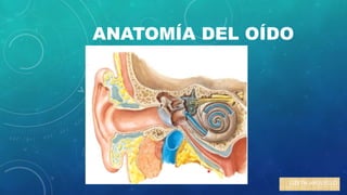 ANATOMÍA DEL OÍDO
LIZETH ARGUELLO
 