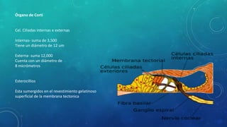 Órgano de Corti
Cel. Ciliadas internas e externas
Internas- suma de 3,500
Tiene un diámetro de 12 um
Externa- suma 12,000
Cuenta con un diámetro de
8 micrómetros
Esterocillios
Esta sumergidos en el revestimiento gelatinoso
superficial de la membrana tectonica
 