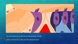 Son estimuladas por un 90% por las células pilosas internas
Estas se inclinan de los cilios permite la despolarización
 