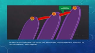 Provocan la difusión rápida de iones potasio hacia adentro de los esterocilios ya que en la endolinfa hay
una cantidad de IP y menor de I sodio
 