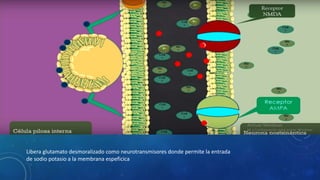 Libera glutamato desmoralizado como neurotransmisores donde permite la entrada
de sodio potasio a la membrana espeficica
 