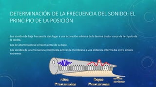 DETERMINACIÓN DE LA FRECUENCIA DEL SONIDO: EL
PRINCIPIO DE LA POSICIÓN
Los sonidos de baja frecuencia dan lugar a una activación máxima de la lamina basilar cerca de la cúpula de
la coclea,
Los de alta frecuencia lo hacen cerca de su base.
Los sonidos de una frecuencia intermedia activan la membrana a una distancia intermedia entre ambos
extremos
 