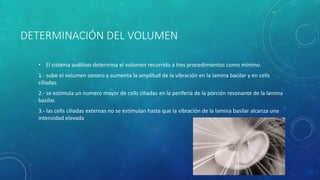 DETERMINACIÓN DEL VOLUMEN
• El sistema auditivo determina el volumen recurrido a tres procedimientos como mínimo.
1.- sube el volumen sonoro y aumenta la amplitud de la vibración en la lamina bacilar y en cells
ciliadas.
2.- se estimula un numero mayor de cells ciliadas en la periferia de la porción resonante de la lamina
basilar.
3.- las cells ciliadas externas no se estimulan hasta que la vibración de la lamina basilar alcanza una
intensidad elevada
 