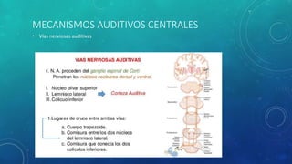 MECANISMOS AUDITIVOS CENTRALES
• Vías nerviosas auditivas
 