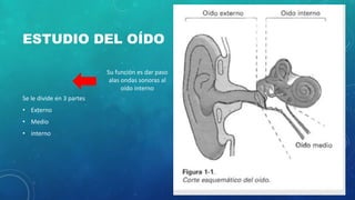 ESTUDIO DEL OÍDO
Se le divide en 3 partes
• Externo
• Medio
• interno
Su función es dar paso
alas ondas sonoras al
oído interno
 