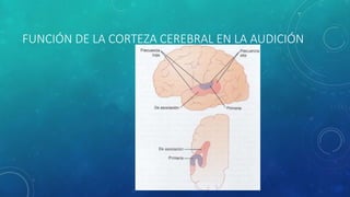 FUNCIÓN DE LA CORTEZA CEREBRAL EN LA AUDICIÓN
 