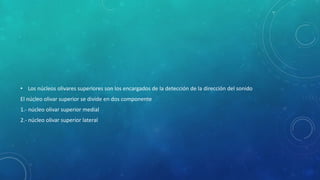 • Los núcleos olivares superiores son los encargados de la detección de la dirección del sonido
El núcleo olivar superior se divide en dos componente
1.- núcleo olivar superior medial
2.- núcleo olivar superior lateral
 