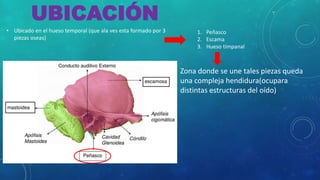 UBICACIÓN
• Ubicado en el hueso temporal (que ala ves esta formado por 3
piezas oseas)
1. Peñasco
2. Escama
3. Hueso timpanal
Zona donde se une tales piezas queda
una compleja hendidura(ocupara
distintas estructuras del oído)
 