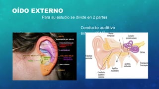 OÍDO EXTERNO
oreja
Conducto auditivo
externo(CAE)
Para su estudio se divide en 2 partes
 