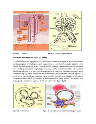 Glomerulo Riñon Anatomia y-fisiologia-renal | PDF