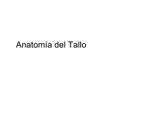 Anatomía del Tallo  