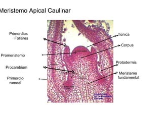 Meristemo Apical Caulinar  Primordios  Túnica  Foliares  Corpus  Promeristemo  Protodermis  Procambium  Meristemo  fundamental  Primordio  rameal  