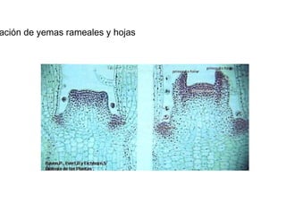 Formación de yemas rameales y hojas  