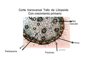 Corte transversal Tallo de Liliopsida Con crecimiento primario  Haz  vascular  Fibras  Myrna Herrera  Parénquima  Tricomas  