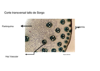 Corte transversal tallo de Sorgo  Parénquima  Epidermis  Myrna Herrera  Haz Vascular  