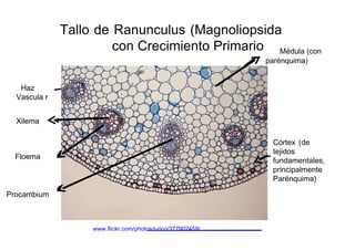 Tallo de Ranunculus (Magnoliopsida con Crecimiento Primario  Médula (con  parénquima)  Haz  Vascula r  Xilema  Córtex (de tejidos  Floema  fundamentales, principalmente Parénquima)  Procambium  www.flickr.com/photos/r-rico/377902459/  