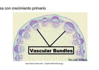 Tallo dicotiledonea con crecimiento primario  www.botany.hawaii.edu/.../TypDicotStemXSLab.jpg  