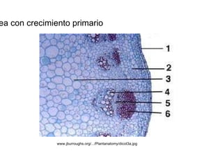 Tallo dicotiledonea con crecimiento primario  www.jburroughs.org/.../Plantanatomy/dicot3a.jpg  