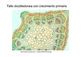 Tallo dicotiledonea con crecimiento primario  www.botany.hawaii.edu/.../TypDicotStemXSLab.jpg  