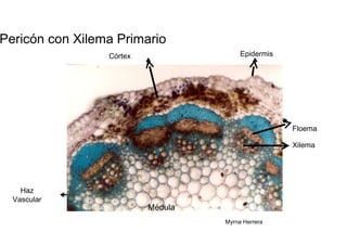 Tallo de Pericón con Xilema Primario  Epidermis  Córtex  Floema Xilema  Haz  Vascular  Médula  Myrna Herrera  