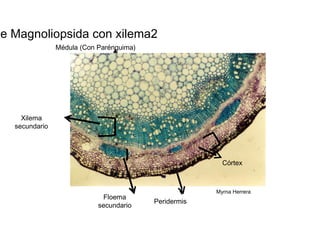 Tallo de Magnoliopsida con xilema2  Médula (Con Parénquima)  Xilema  secundario  Córtex  Myrna Herrera  Floema  Peridermis  secundario  