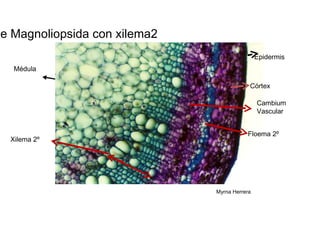 Tallo de Magnoliopsida con xilema2  Epidermis  Médula  Córtex  Cambium Vascular  Floema 2º  Xilema 2º  Myrna Herrera  