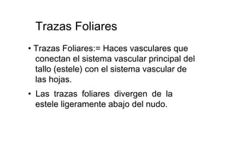 Trazas Foliares  •  Trazas Foliares:= Haces vasculares que conectan el sistema vascular principal del tallo (estele) con el sistema vascular de las hojas.  •  Las trazas foliares divergen de la estele ligeramente abajo del nudo.  