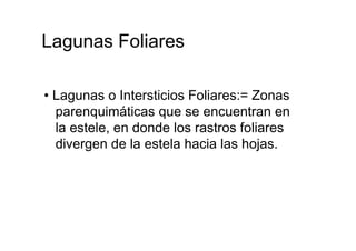 Lagunas Foliares  •  Lagunas o Intersticios Foliares:= Zonas parenquimáticas que se encuentran en la estele, en donde los rastros foliares divergen de la estela hacia las hojas.  