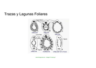 Trazas y Lagunas Foliares  www.biologia.edu.ar/.../images17/nudos.gif  