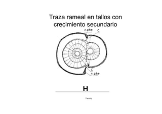 Traza rameal en tallos con crecimiento secundario  Fao.org  