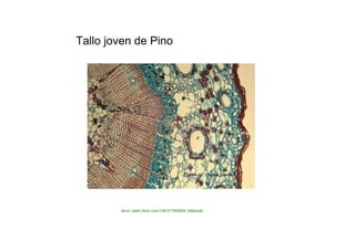 Tallo joven de Pino  farm1.static.flickr.com/136/377905694_b96dca8...  