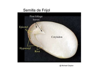 Semilla de Frijol  @ Michael Clayton  