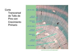 Corte  Transversal de Tallo de Pino con  Crecimiento Primario  www.inea.uva.es/servicios/histologia/images/I...  
