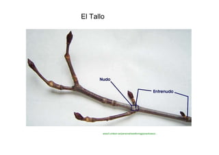 El Tallo  www3.unileon.es/personal/wwdbvmgg/practicasco...  