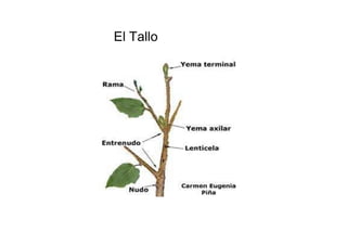 El Tallo  