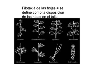 Filotaxia de las hojas:= se define como la disposición de las hojas en el tallo  