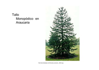 Tallo  Monopódico en Araucaria  http://www.atreeaday.com/Araucaria_araucana__500cm.jpg  
