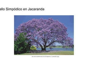 Tallo Simpódico en Jacaranda  http://www.traveldownunder.com.au/images/nsw_nr_jacaranda_bg.jpg  