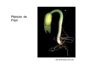 Plántula de Frijol  http://botit.botany.wisc.edu  