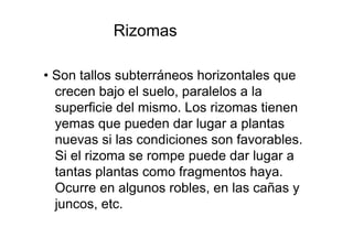 Rizomas  •  Son tallos subterráneos horizontales que crecen bajo el suelo, paralelos a la superficie del mismo. Los rizomas tienen yemas que pueden dar lugar a plantas nuevas si las condiciones son favorables. Si el rizoma se rompe puede dar lugar a tantas plantas como fragmentos haya. Ocurre en algunos robles, en las cañas y juncos, etc.  