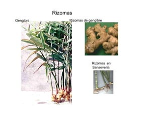 Rizomas  Gengibre  Rizomas de gengibre  Rizomas en Sanseveria  